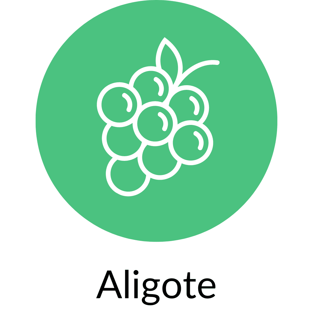 Aligote